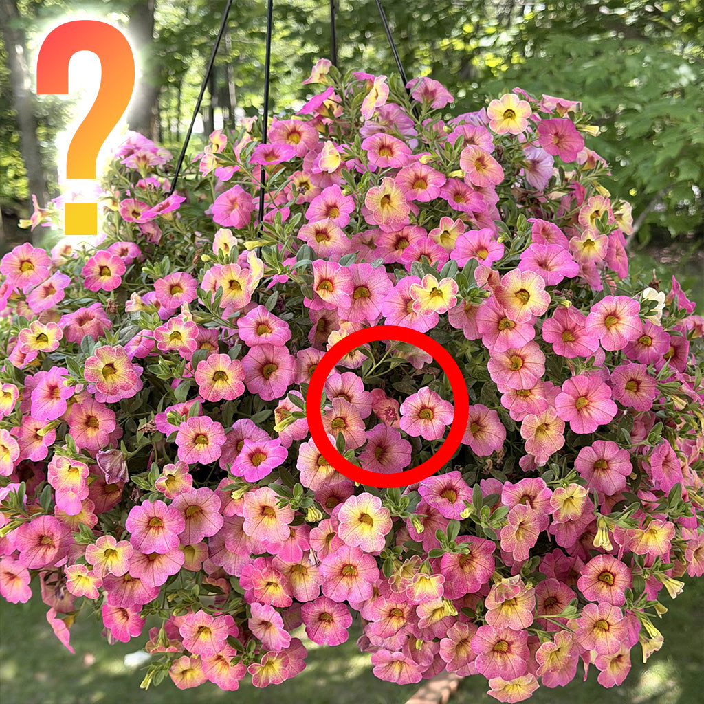 Kit de 8 Meccha Chameleon IRL